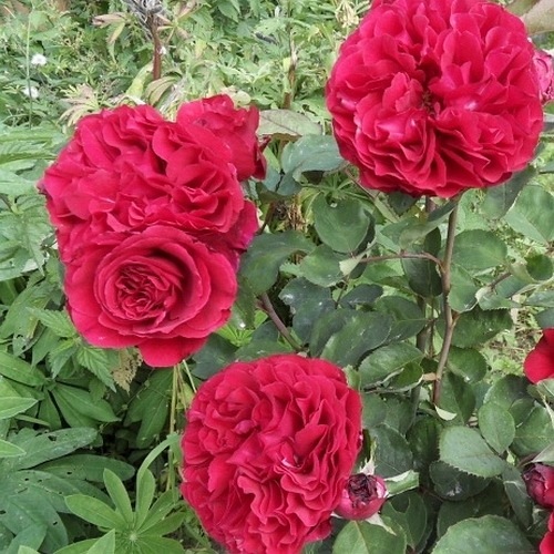 Nadia Renaissance (POUlen007)