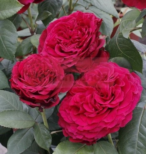Róża La Rose des 4 Vents® – karminowa pachnąca róża Delbard