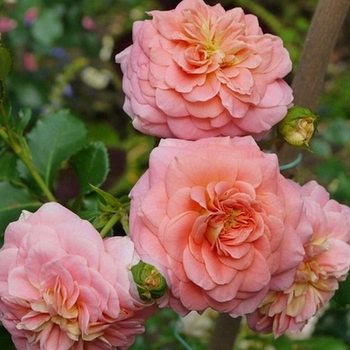 Concerto '94 (Meihaitoil) DONICZKA