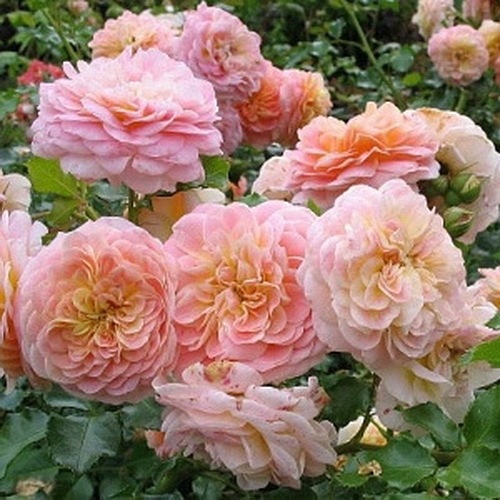 Concerto '94 (Meihaitoil) DONICZKA