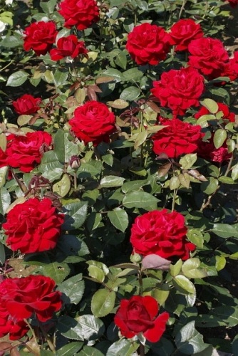 Poulman syn. Ingrid,  pienna