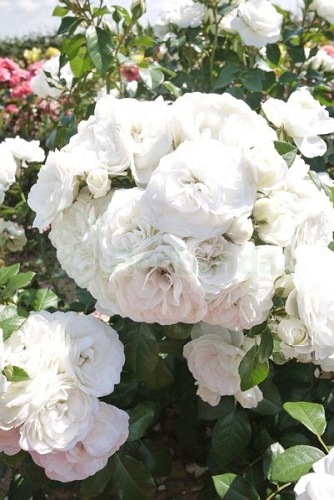 Praque DONICZKA  (POULcas043)