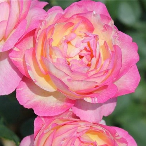 Marc Chagall   (DELstrirojacre)