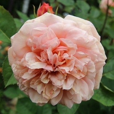 Charles Austin PIENNA