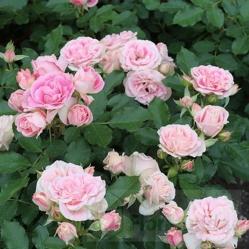 Patricia Flower Circus