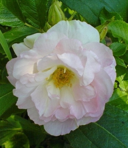 Ritausma
