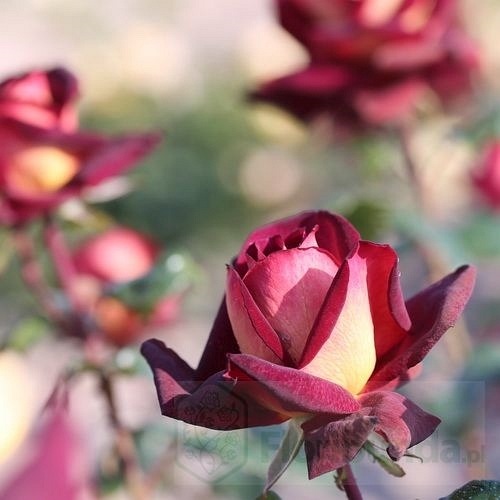 Eddy Mitchell  (Meirysett)