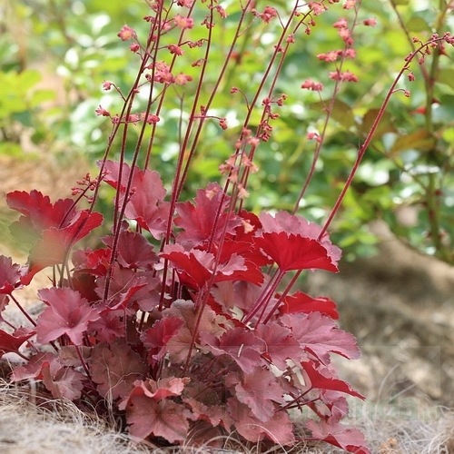 żurawka "Cherry Cola"