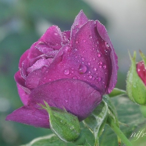 Rhapsody in Blue (Frantasia)