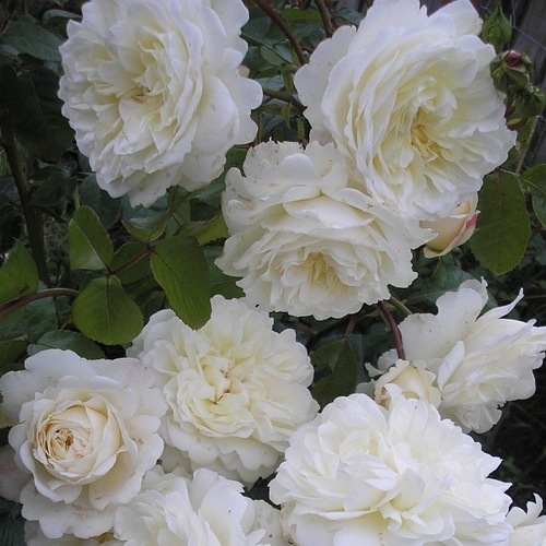 Tranquility (Ausnoble)