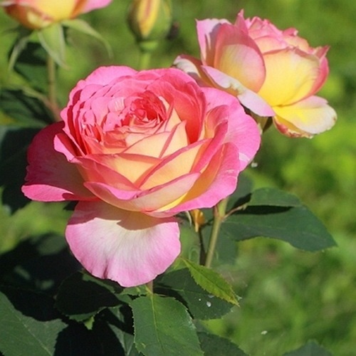 Marc Chagall   (DELstrirojacre)