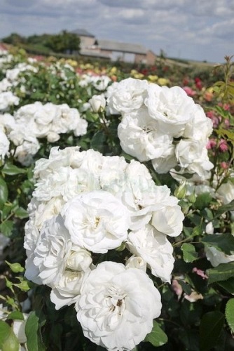 Praque DONICZKA  (POULcas043)