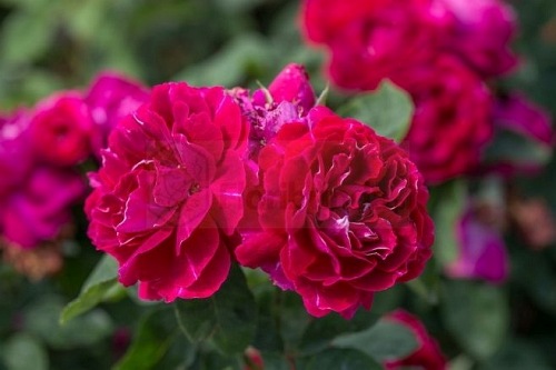 Baron Girod de L'ain