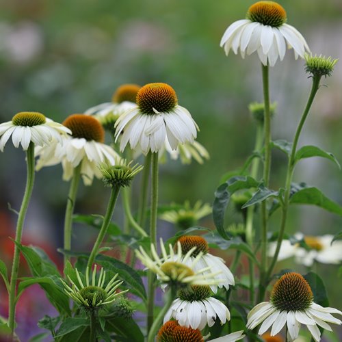 jeżówka "Primadonna White"