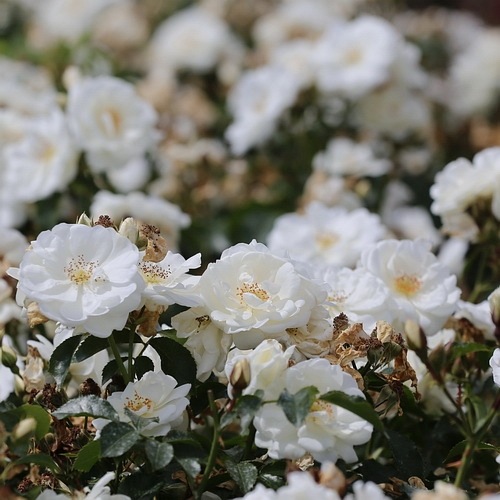 White Flower Carpet