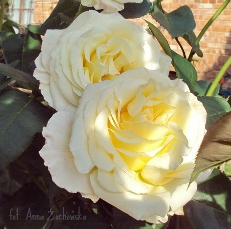 Chopin róże PIENNA