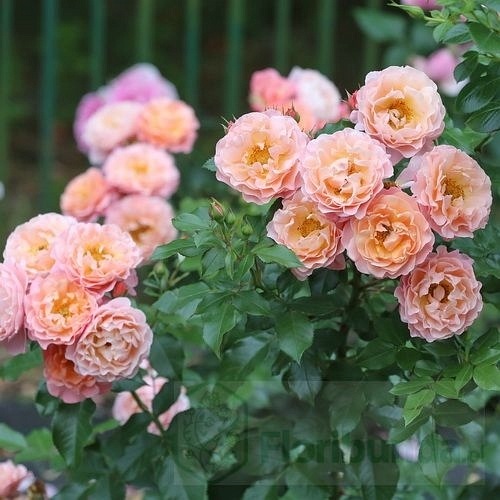 Marie Curie (Meilomit)