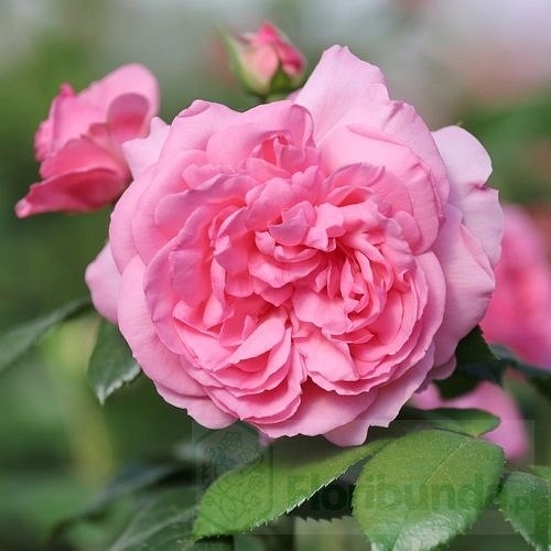 Comtesse de Segur  (DELtendre)