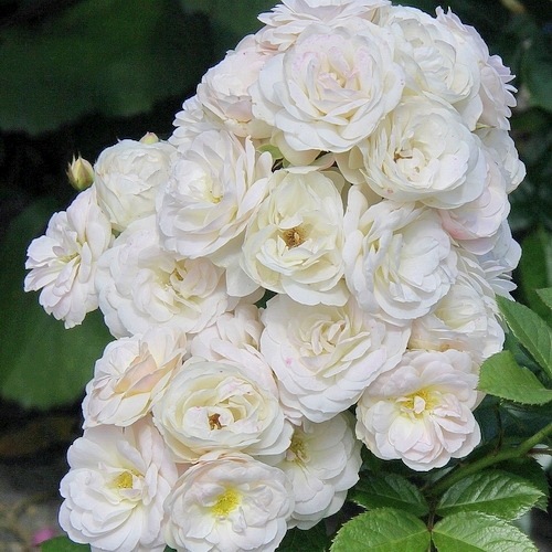 Bouquet Parfait  (LENbofa)