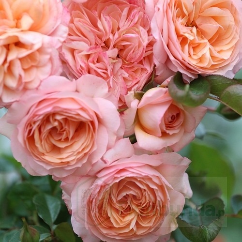 Sourire du Havre (PANaldap)