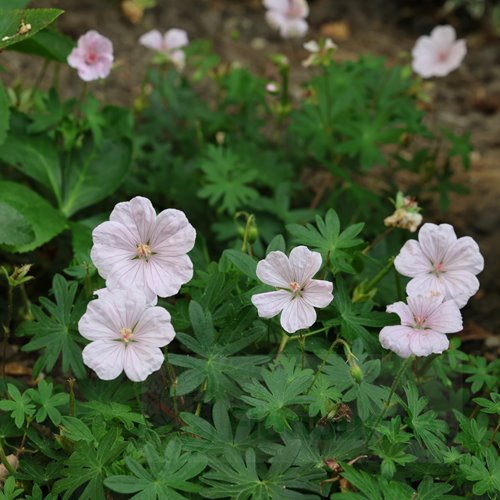 Bodziszek "Pink Summer"