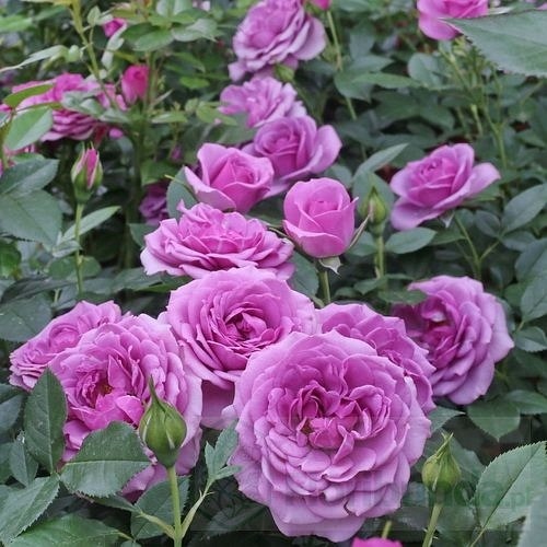 Lavender  Flower Circus