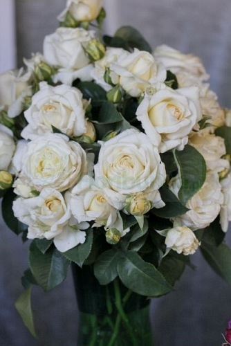 Chopin róże PIENNA