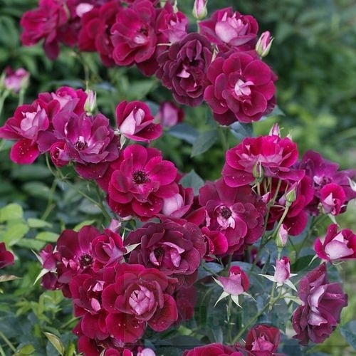 Burgundy Iceberg  (Prose)