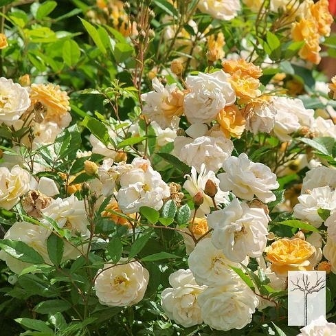 Ghislaine de Feligonde PIENNA