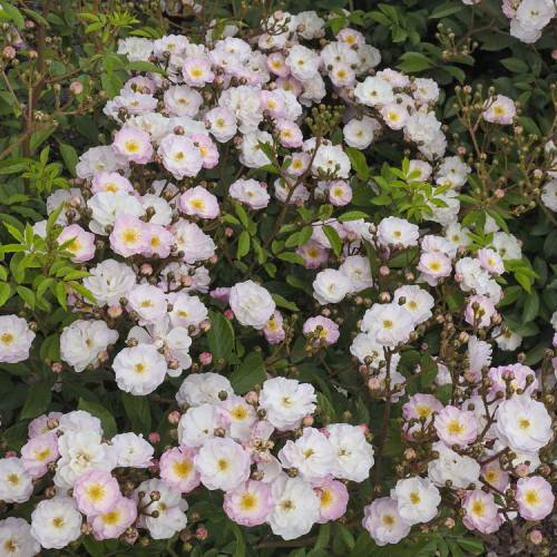 Wspomnienie Lata / C’est la Vie’