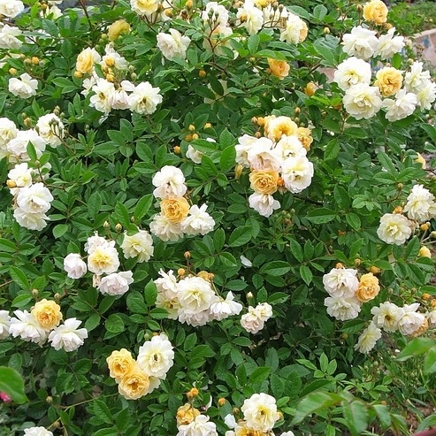 Ghislaine de Feligonde PIENNA