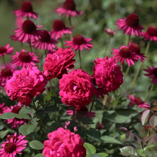 Katherine  Renaissance (Poulren027)