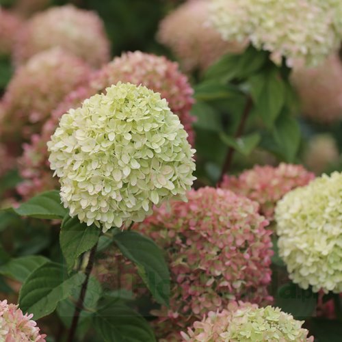 Hortensja bukietowa Little Lime