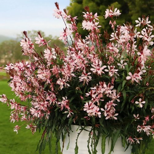 Gaura lindheimeri "GRACEFUL LIGHT PINK"
