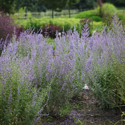 perowskia łobodolistna"Lacey Blue"