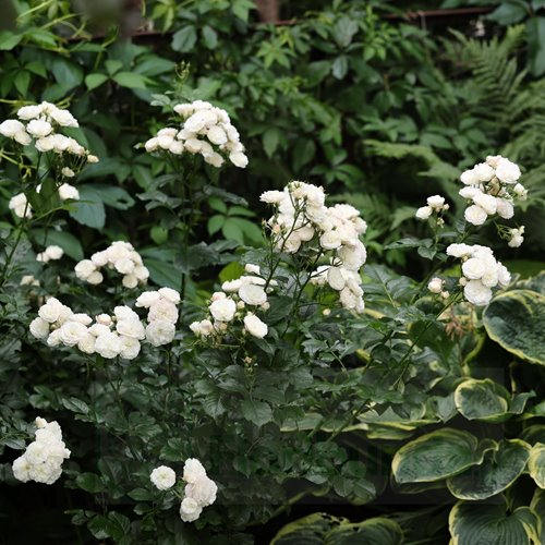 Bouquet Parfait  (LENbofa)