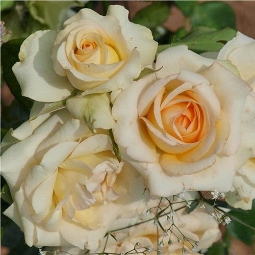 Sally Kane (FRYgroovy)