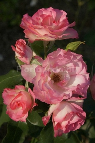 Bordure Rose (Delbara)