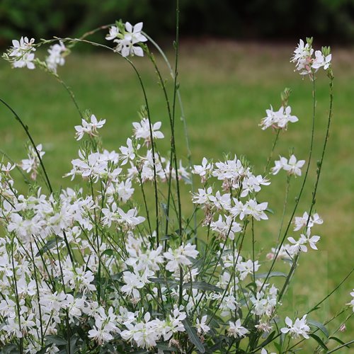 Gaura lindheimeri "GRACEFUL WHITE"