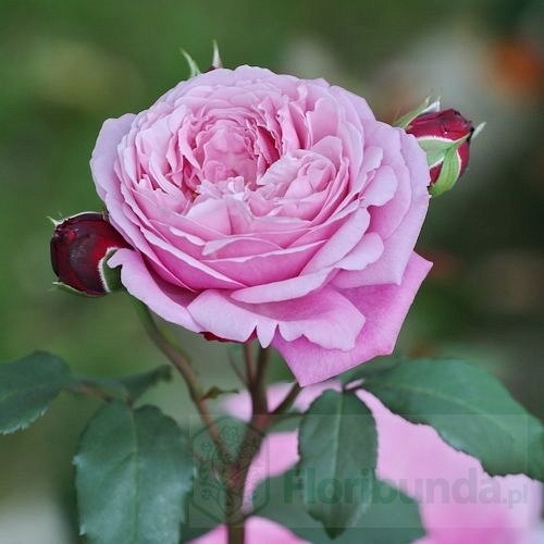 Soeur Emmanuelle-Dieter Muller(DELam)