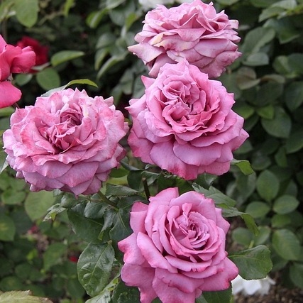 Claude Brasseur (Meibriacus)