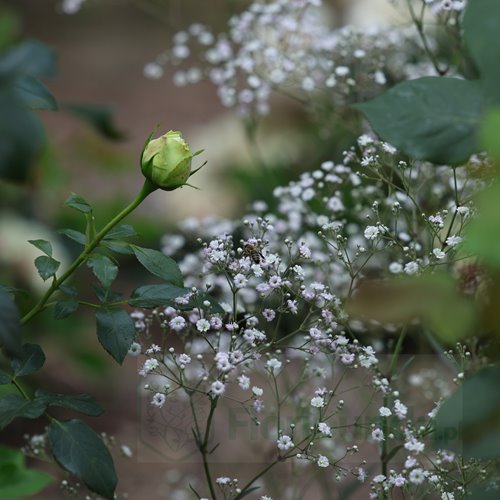 gipsówka 'Festival White Flare'