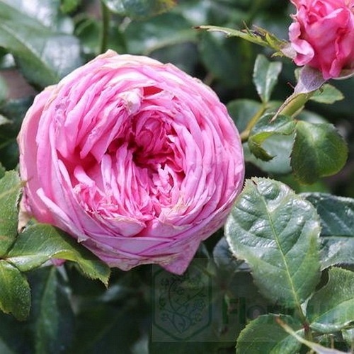 La Rose de Molinard  (DON)   (Delgrarose)