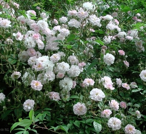 Paul’s Himalayan Musk