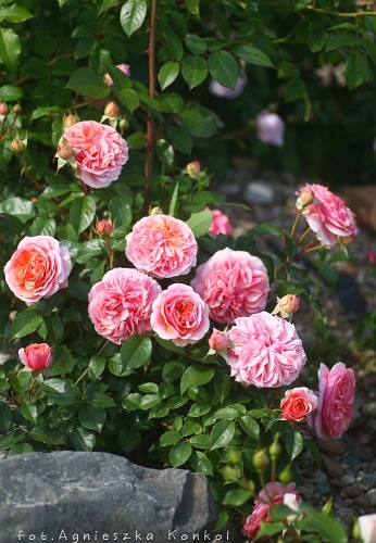 Chippendale róże pienne