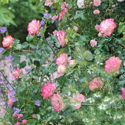 Jubilee du Prince de Monaco