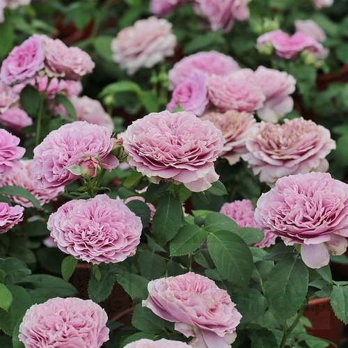 Lavender Ice (TAN04249)