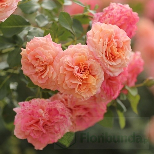 Peach Melba (KORmelpea)