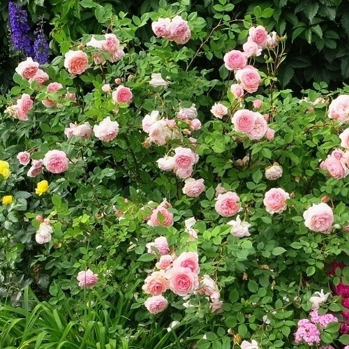 William Morris (Auswill)