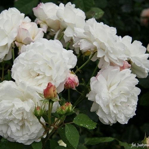 White Gruss an Aachen